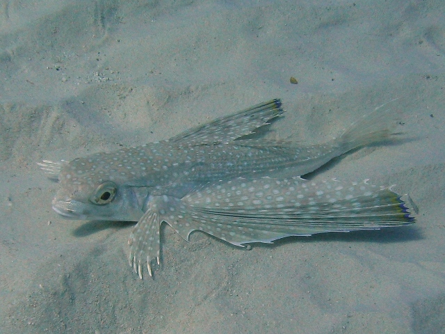 Dactylopterus volitans / pesce civetta